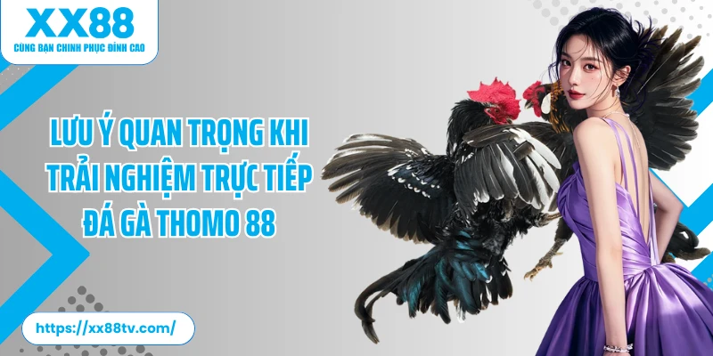 Lưu ý quan trọng khi trải nghiệm trực tiếp đá gà Thomo 88